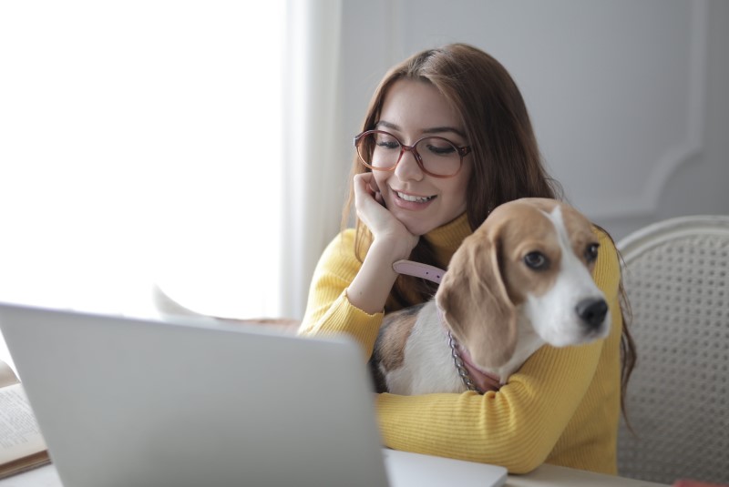 spot pet insurance