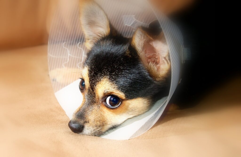 pet insurance