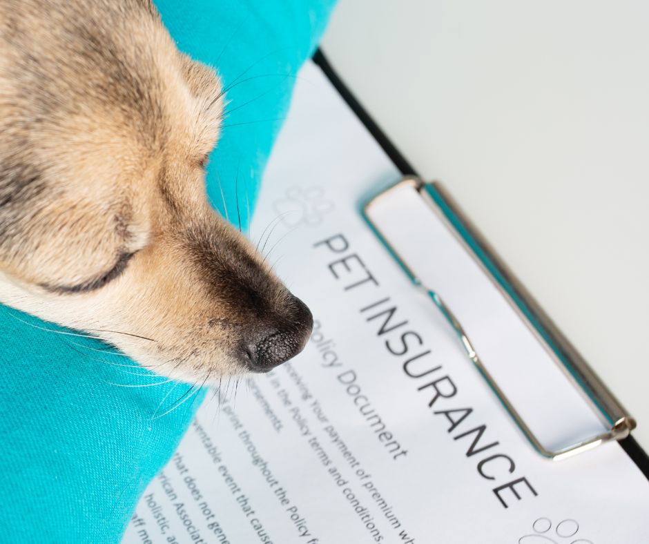 Spot Pet Insurance