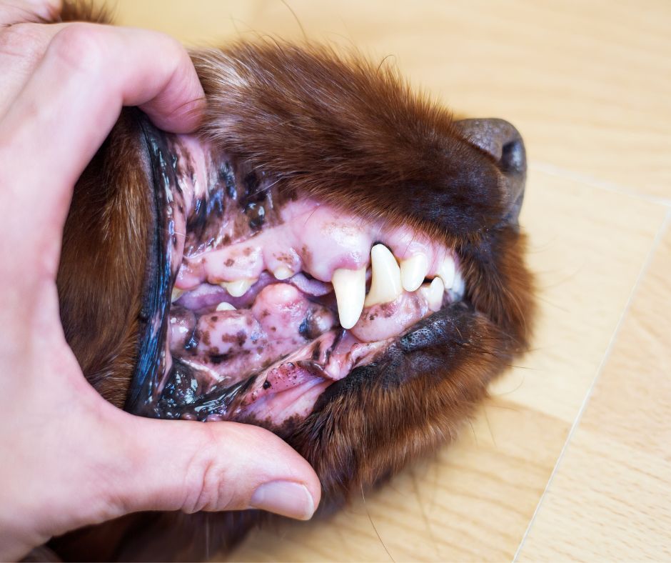 Spot Pet Insurance