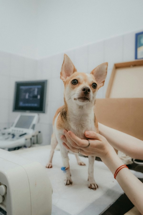 Spot the Best Pet Insurance
